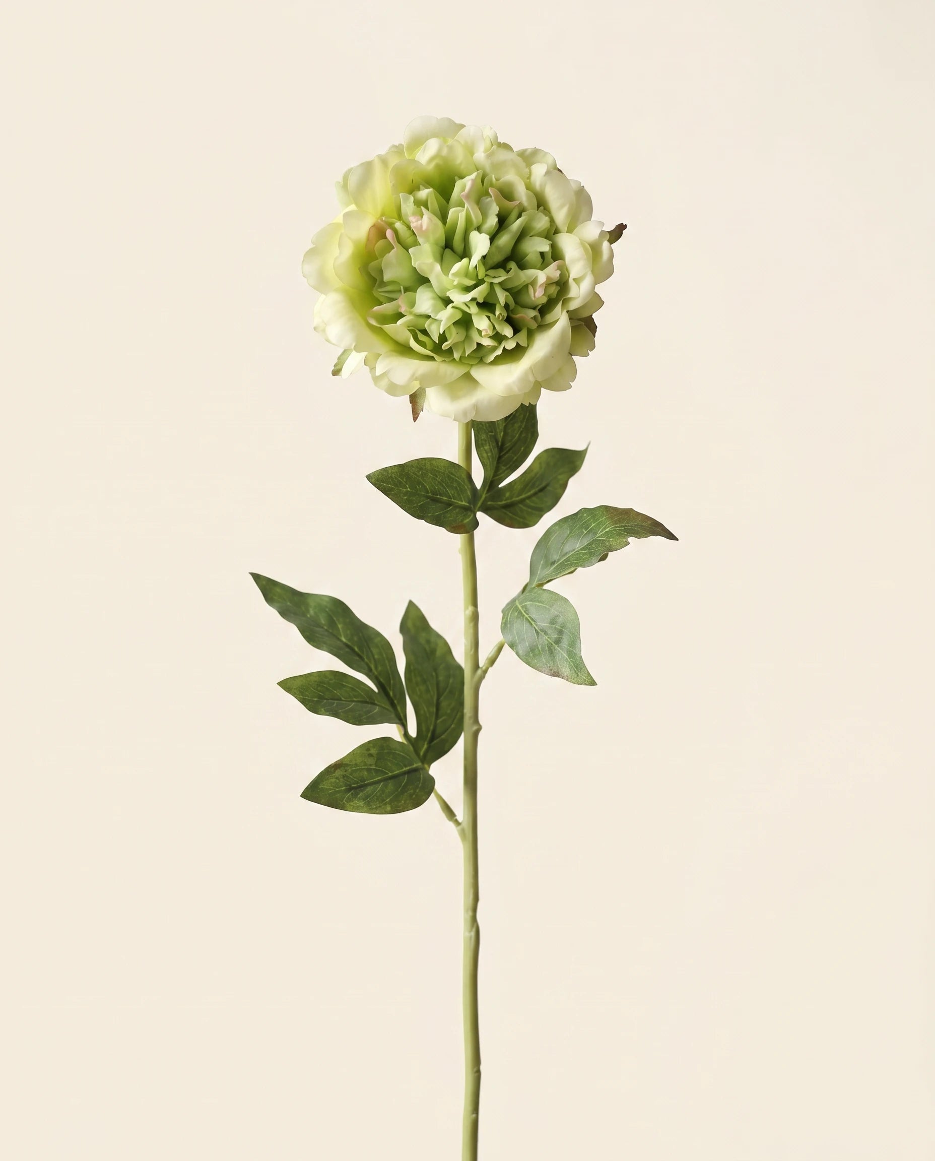 FLORM Bazsarózsa Prémium Zöld művirág packshot