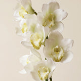 FLORM Csónak Orchidea Fehér művirág – közeli