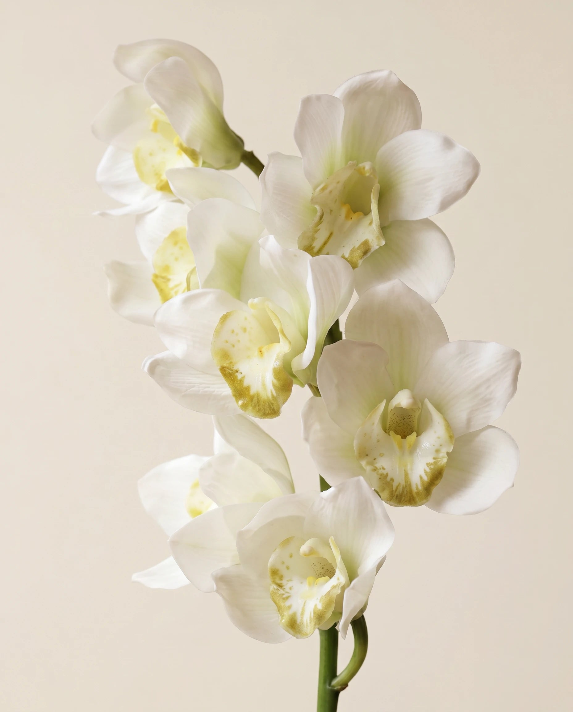 FLORM Csónak Orchidea Fehér művirág – közeli