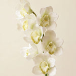 FLORM Csónak Orchidea Fehér művirág – packshot