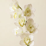 FLORM Csónak Orchidea Fehér művirág – packshot