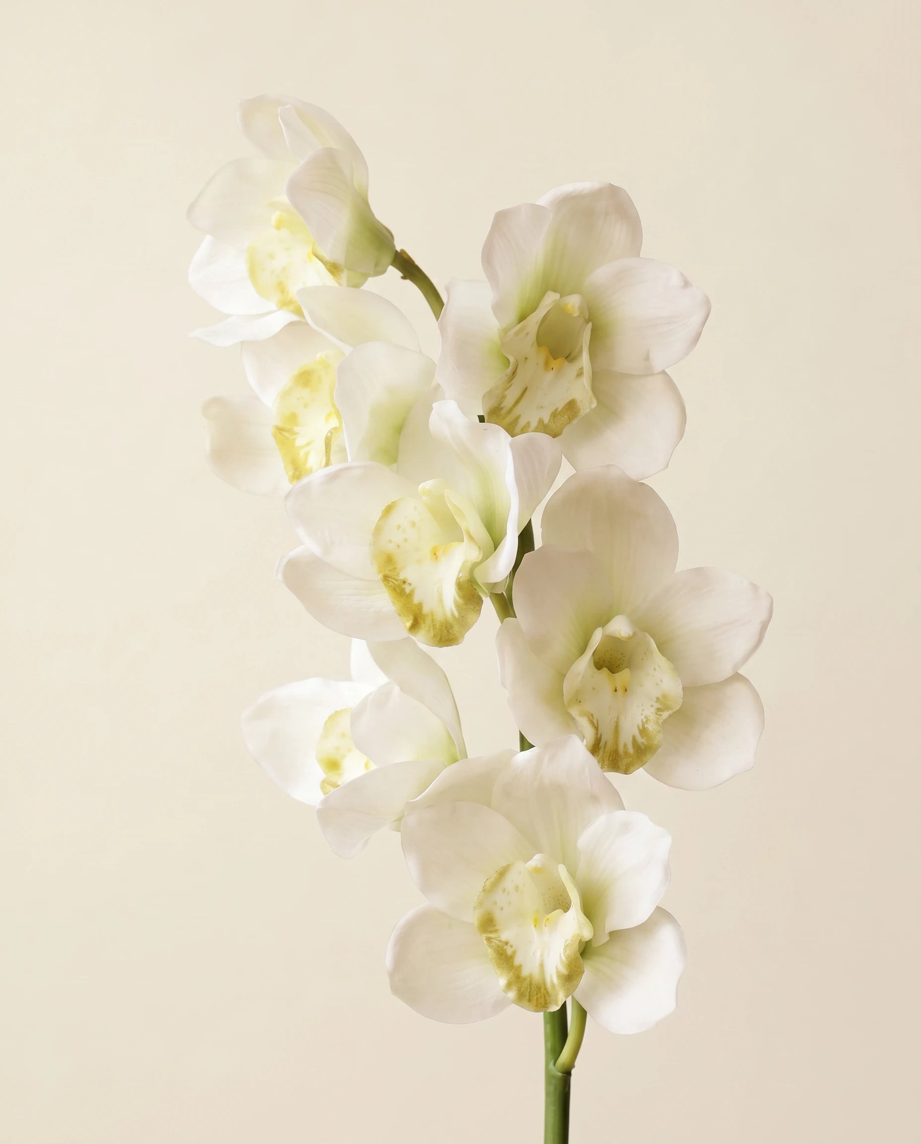 FLORM Csónak Orchidea Fehér művirág – packshot