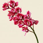 FLORM Csónak Orchidea Prémium Rózsaszín művirág – közeli