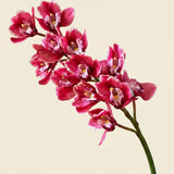FLORM Csónak Orchidea Prémium Rózsaszín művirág – közeli