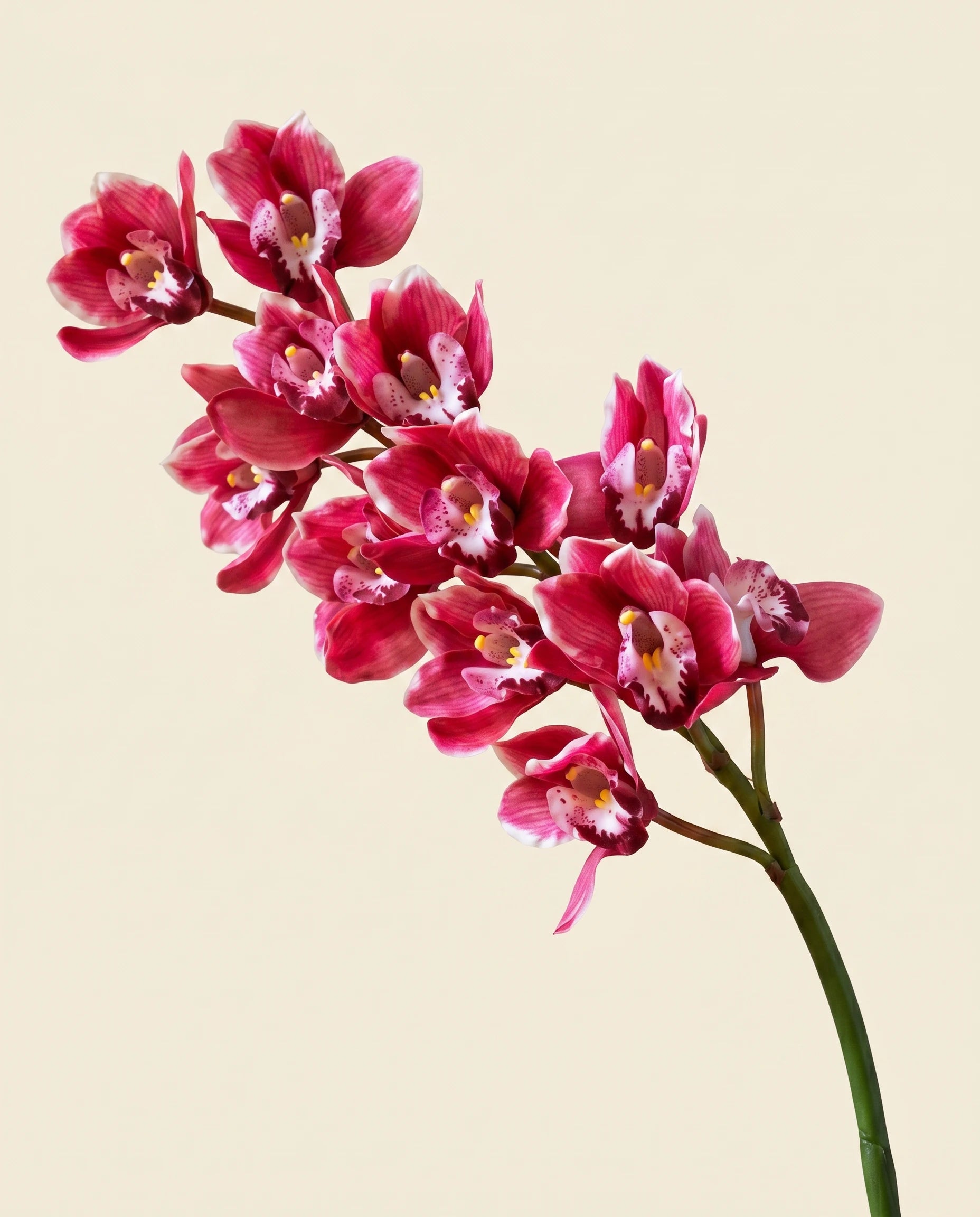 FLORM Csónak Orchidea Prémium Rózsaszín művirág – közeli
