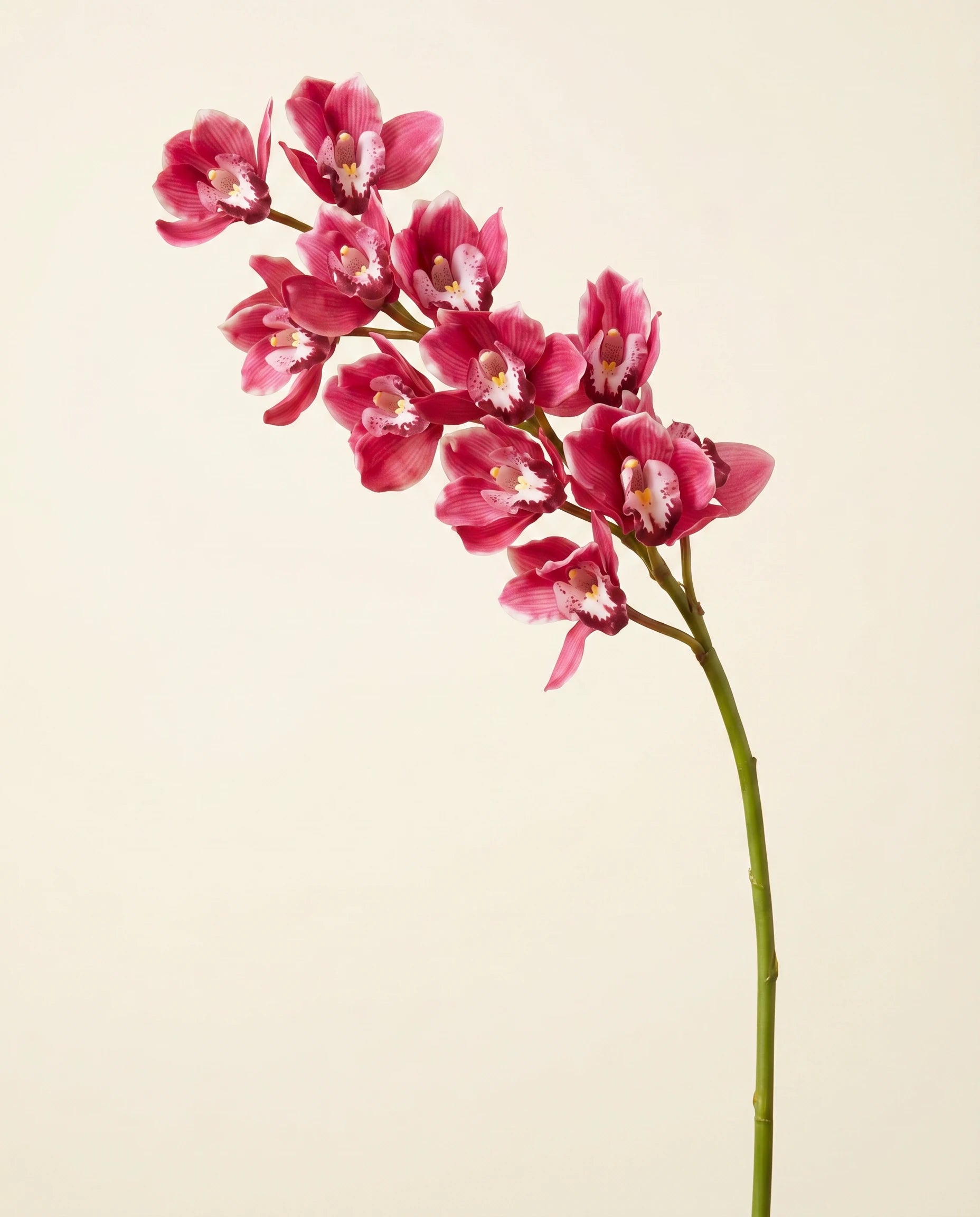 FLORM Csónak Orchidea Prémium Rózsaszín művirág – packshot