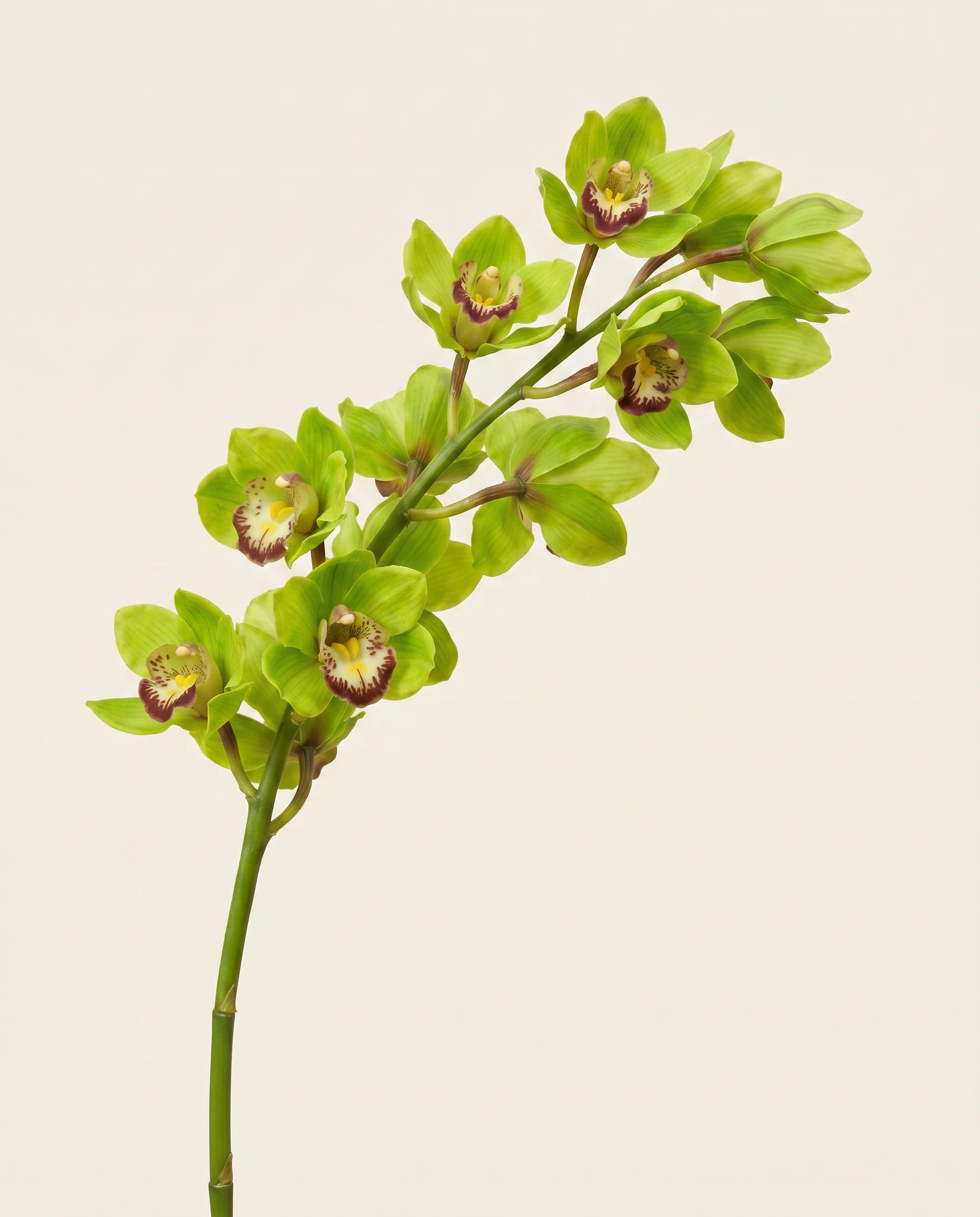 FLORM Csónak Orchidea Prémium Zöld művirág – közeli