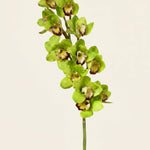 FLORM Csónak Orchidea Prémium Zöld művirág – packshot