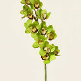 FLORM Csónak Orchidea Prémium Zöld művirág – packshot