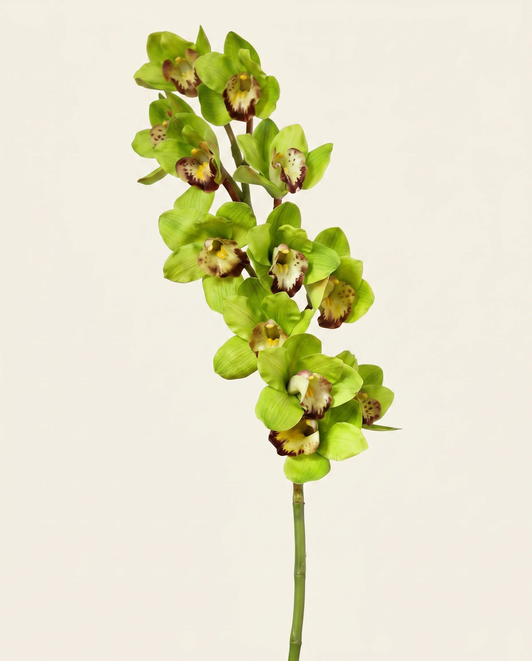 FLORM Csónak Orchidea Prémium Zöld művirág – packshot