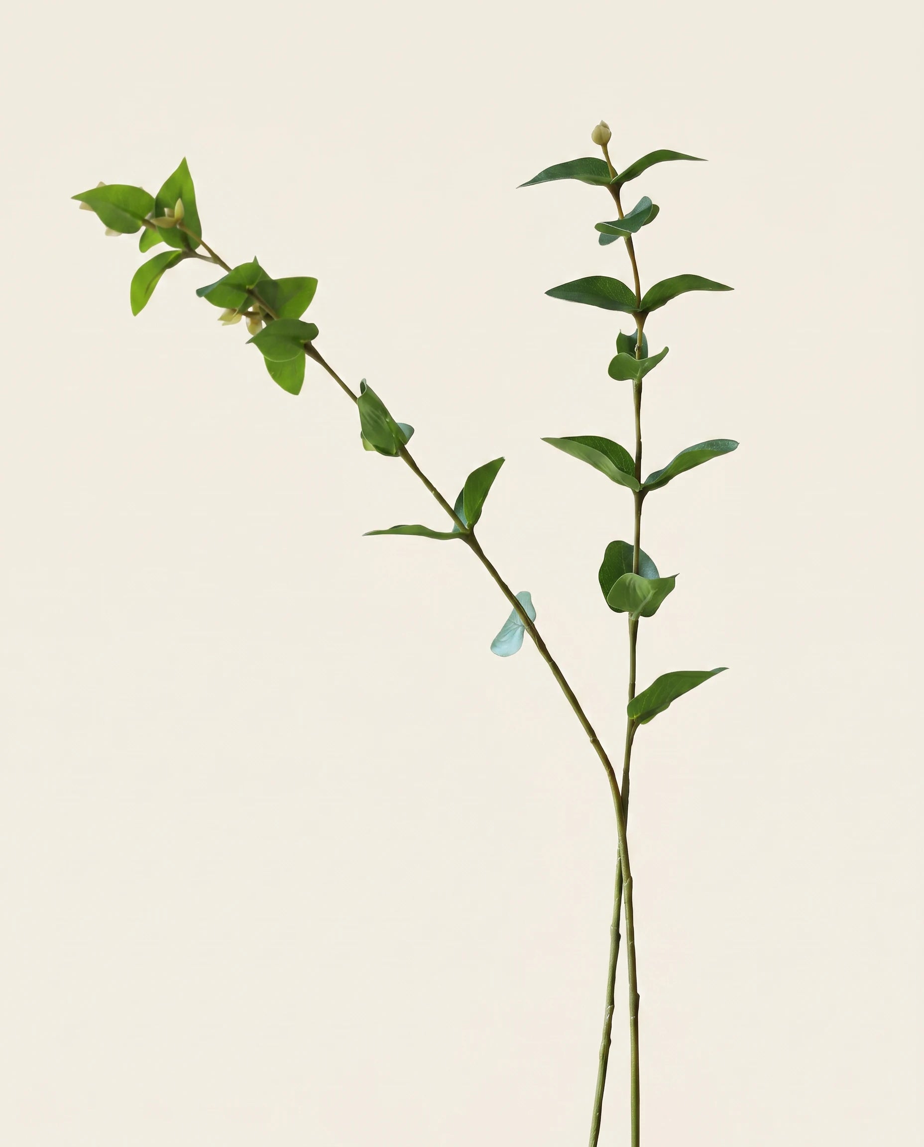 FLORM Eukaliptusz Zöld levél dekornövény packshot