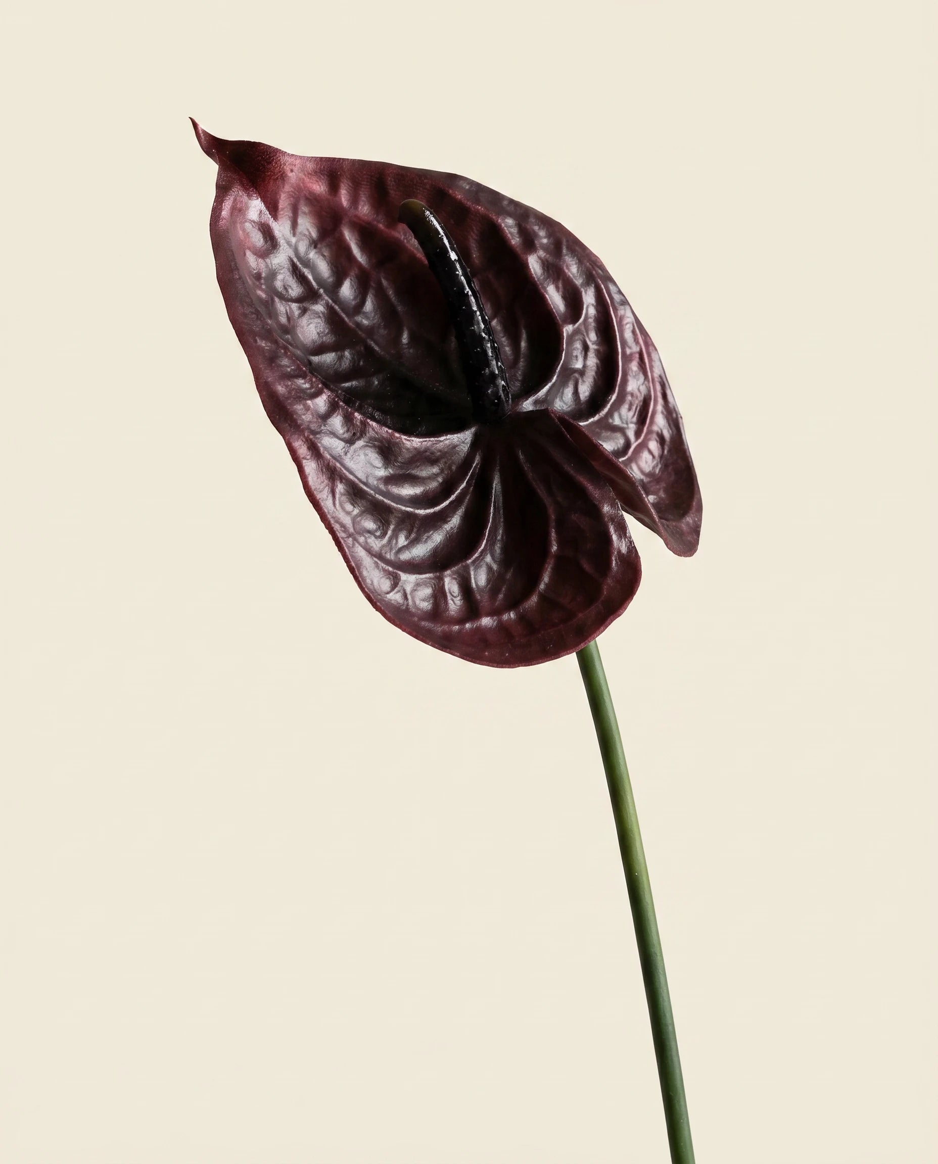 FLORM Flamingó Burgundi művirág – közeli