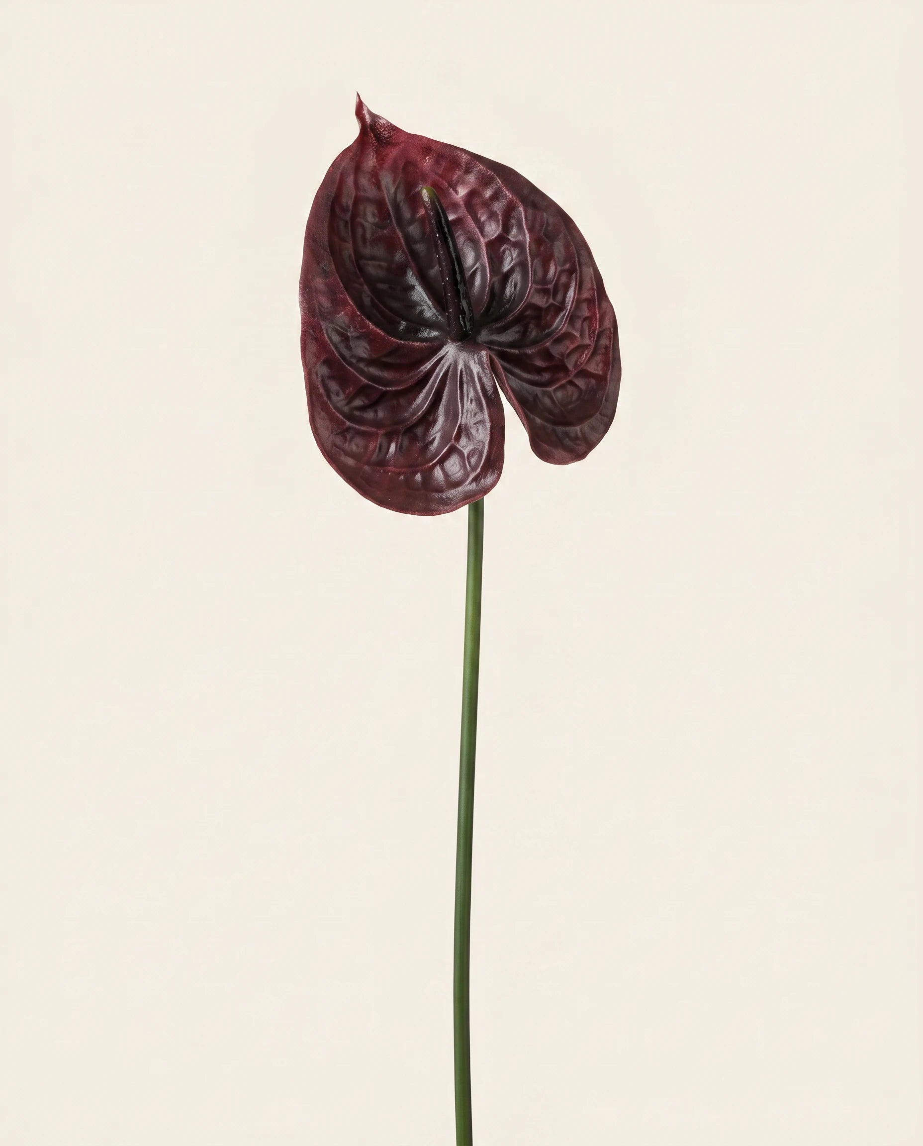 FLORM Flamingó Burgundi művirág – packshot