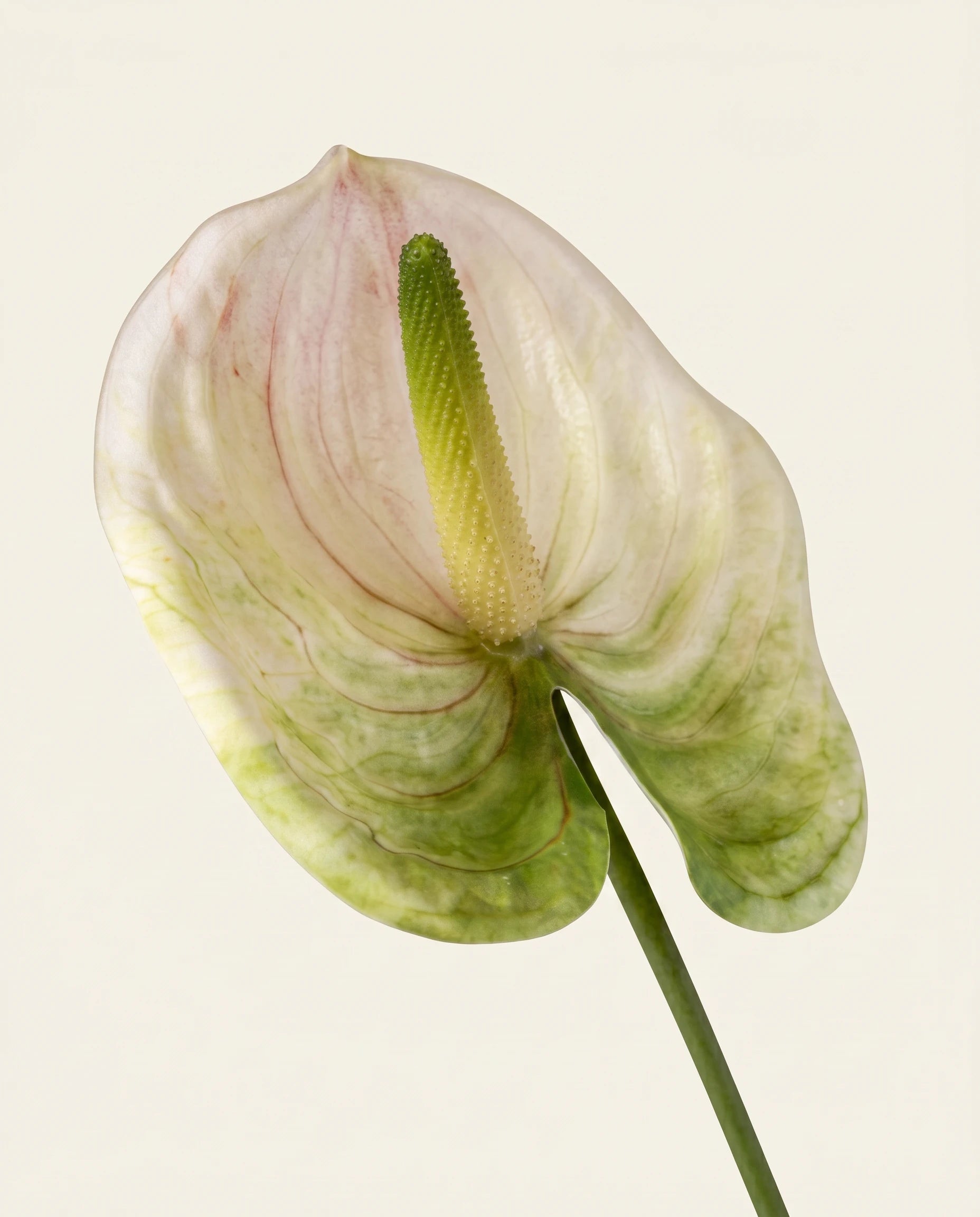 FLORM Flamingó Halványzöld művirág – közeli