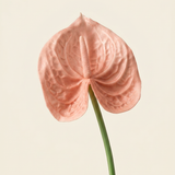 Flamingo - Pale Green 