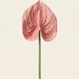 Flamingo - Pale Green 