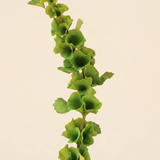 Bluebell - Green