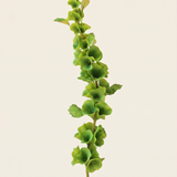 Bluebell - Green