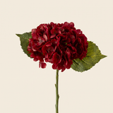 Hortenzia  - burgundy
