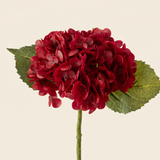 Hortenzia  - burgundy