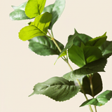 Hydrangea leaf branch - green