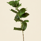 Hydrangea leaf branch - green