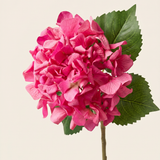 Hortenzia - Pink