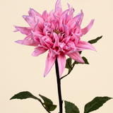 Cactus Dahlia - Pink