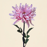Cactus Dahlia - Pink