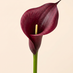 FLORM Kála Bordó művirág – közeli