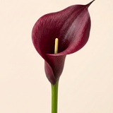 FLORM Kála Bordó művirág – közeli
