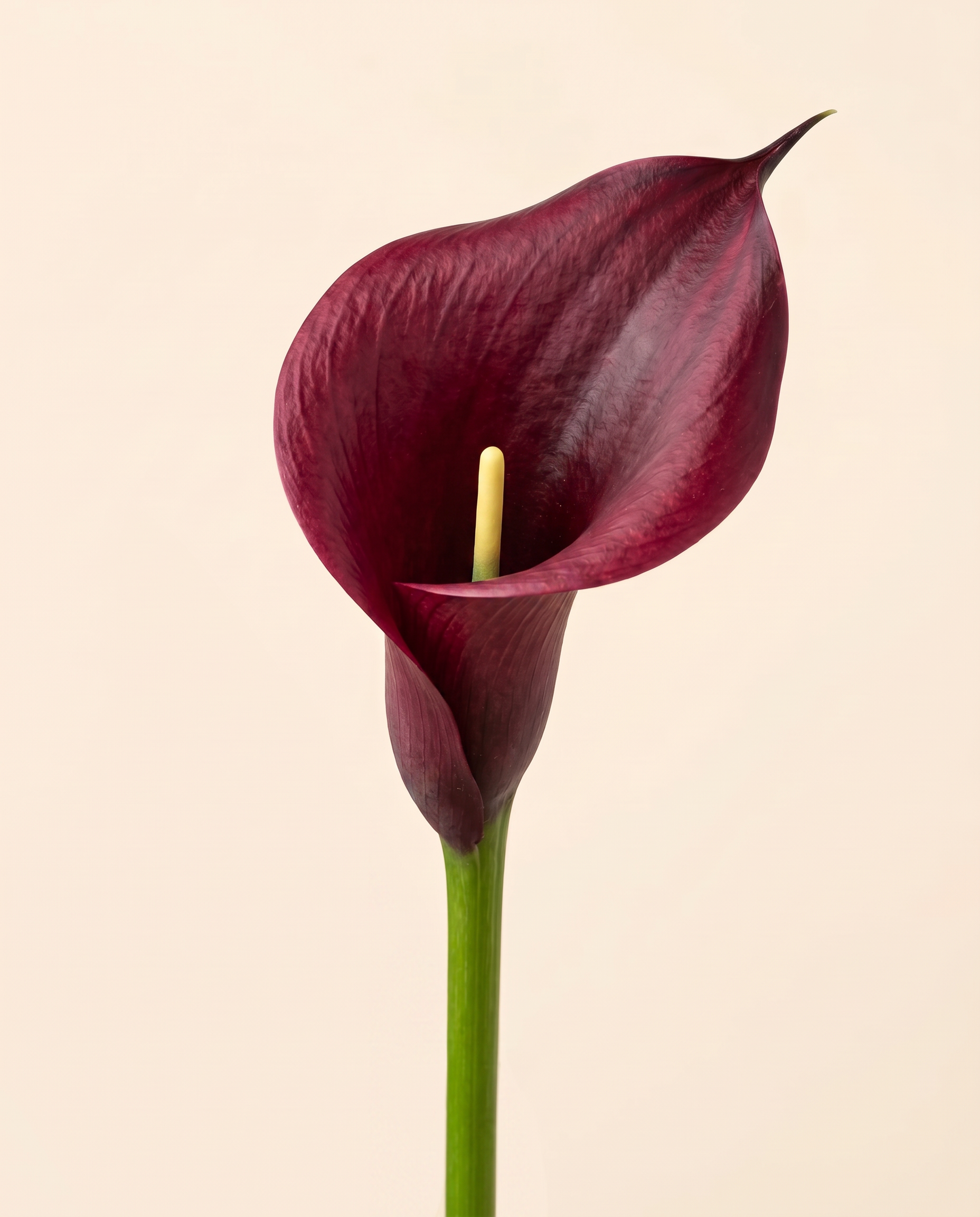 FLORM Kála Bordó művirág – közeli