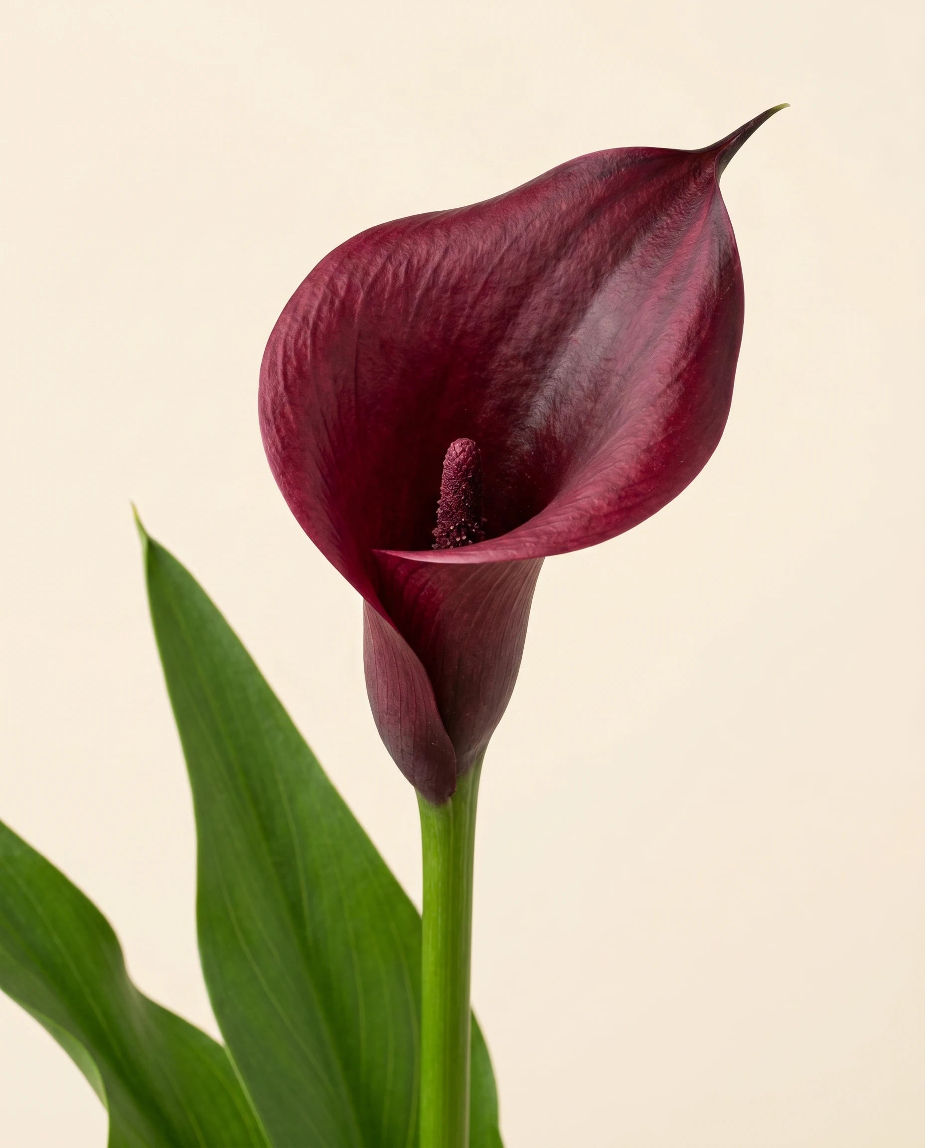 FLORM Kála Bordó művirág – közeli