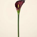FLORM Kála Bordó művirág – packshot