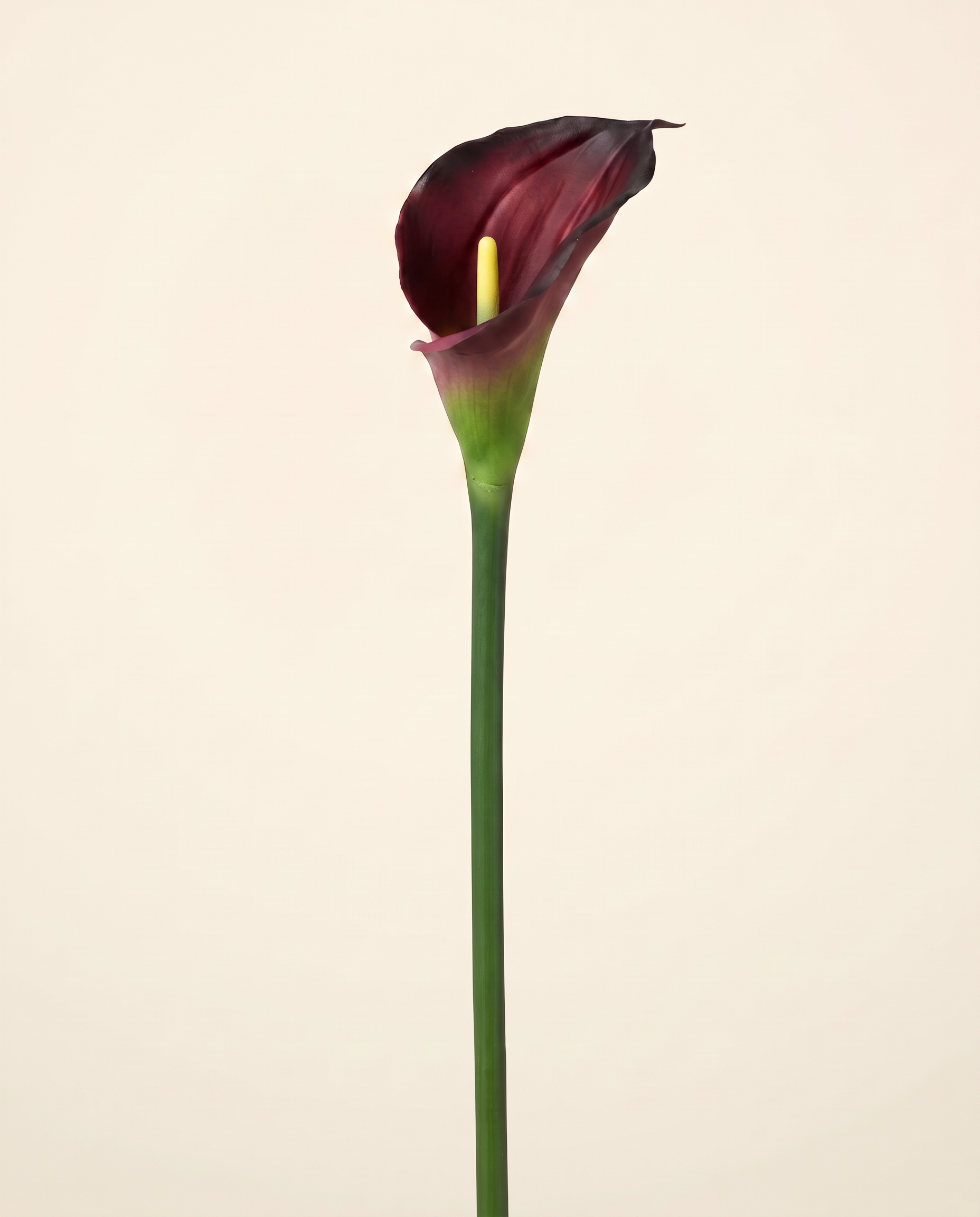 FLORM Kála Bordó művirág – packshot