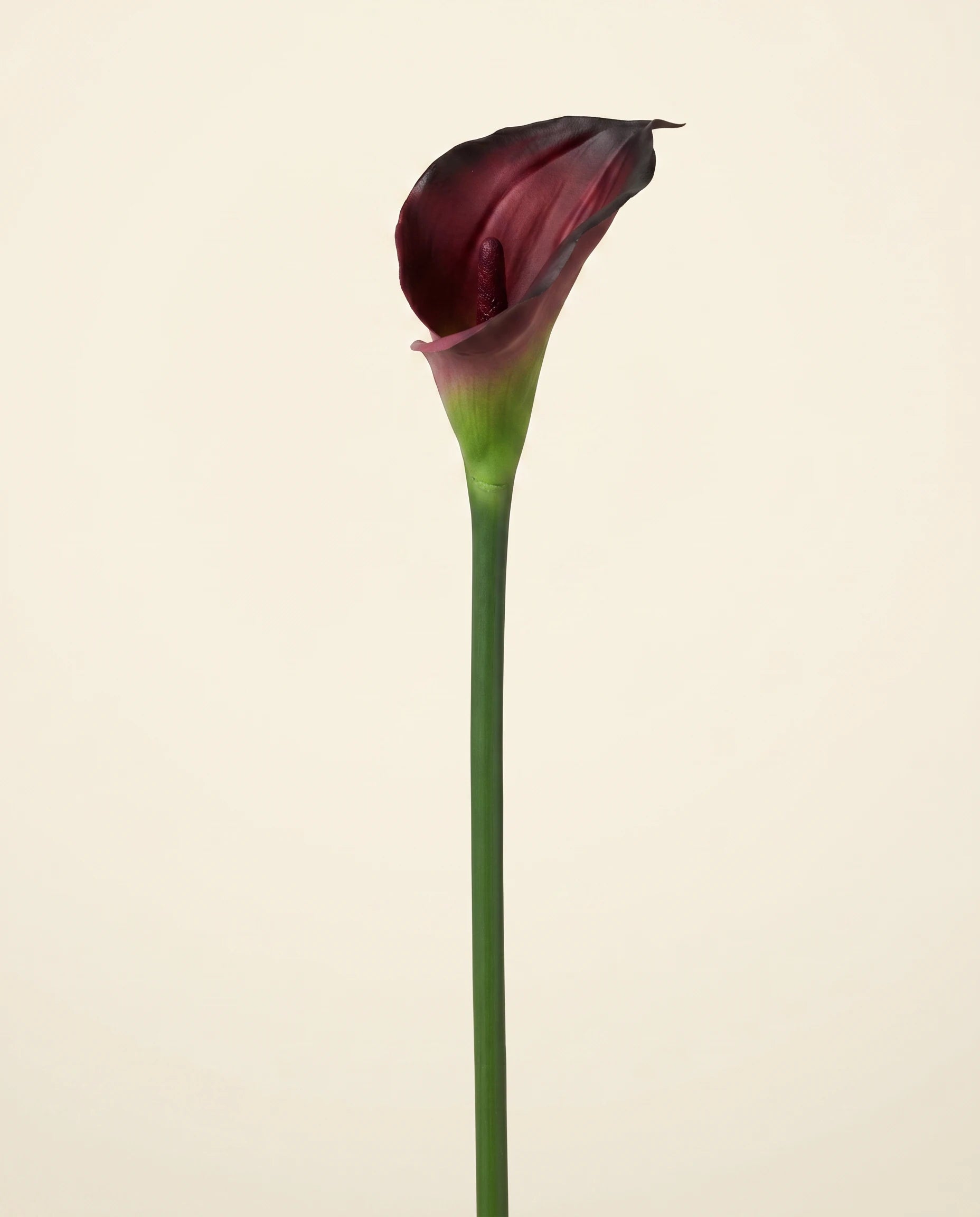 FLORM Kála Bordó művirág – packshot