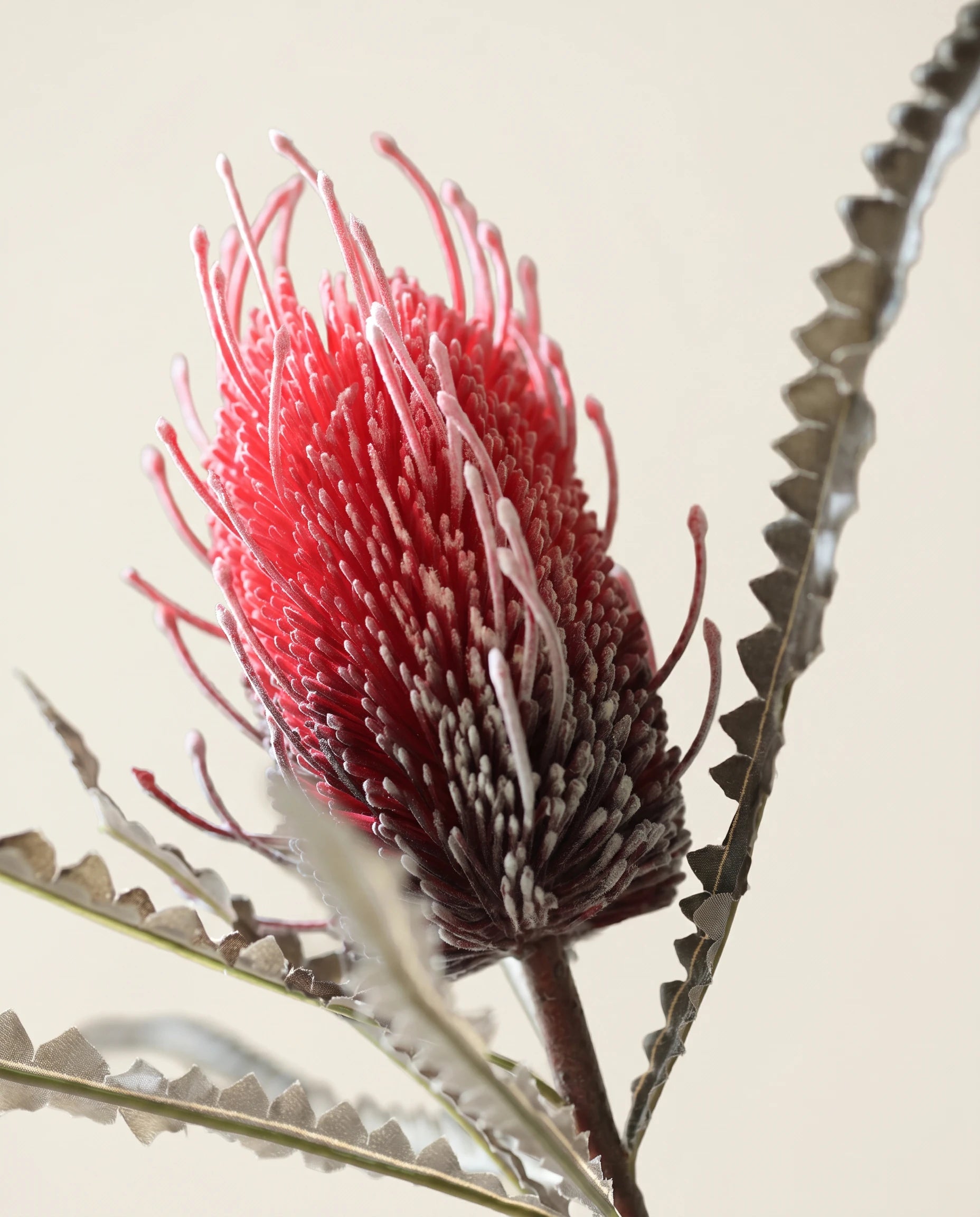 FLORM Király Protea Bordó művirág packshot