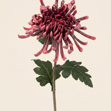 Krizantém King - Rosé