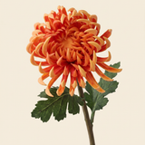 Chrysanthemum - Green
