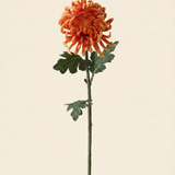 Chrysanthemum - Green