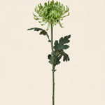 FLORM Krizantém Standard Zöld művirág – packshot