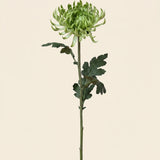 FLORM Krizantém Standard Zöld művirág – packshot