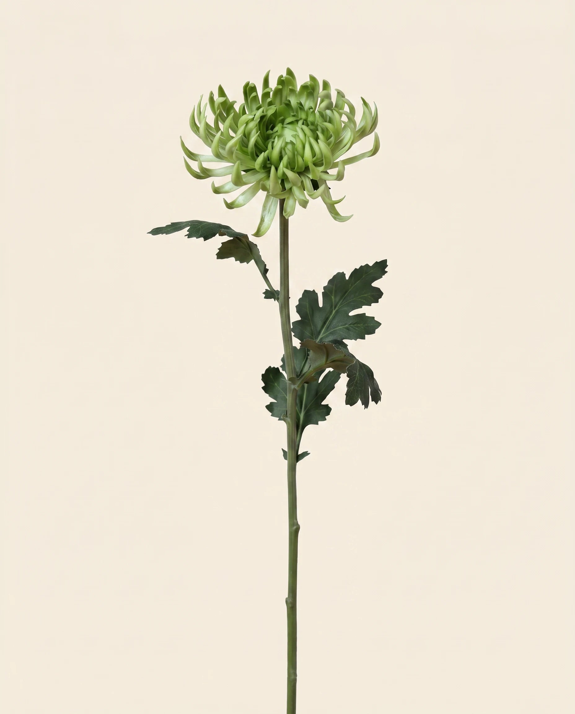 FLORM Krizantém Standard Zöld művirág – packshot