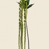 Leaf amaranth fiber - Green