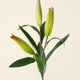 Liliom Bimbó