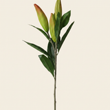Liliom Bimbó