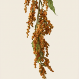 Logó amarantusz - Barna