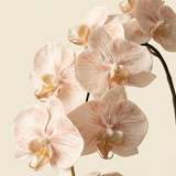 Boat Orchid - White
