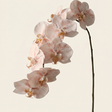 Boat Orchid - White