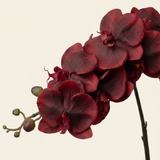 Nagy Orchidea - Burgundi